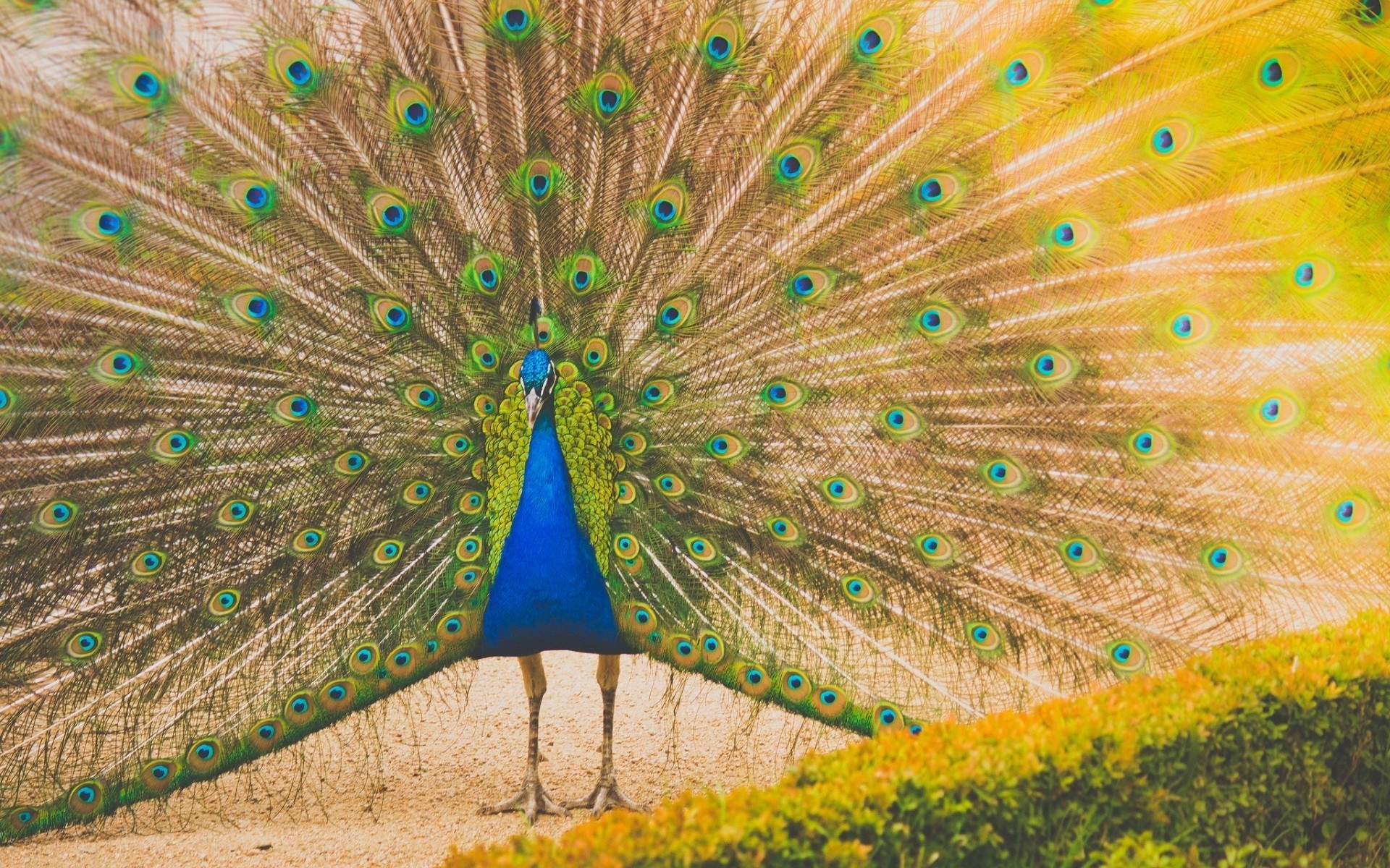 TAVUS KUŞUNUN AYAKLARI..