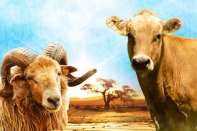 KURBAN; ALLAH’A YAKLAŞMA VESİLESİ